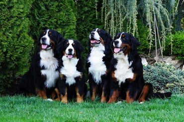 Bernese Mountain Dogs