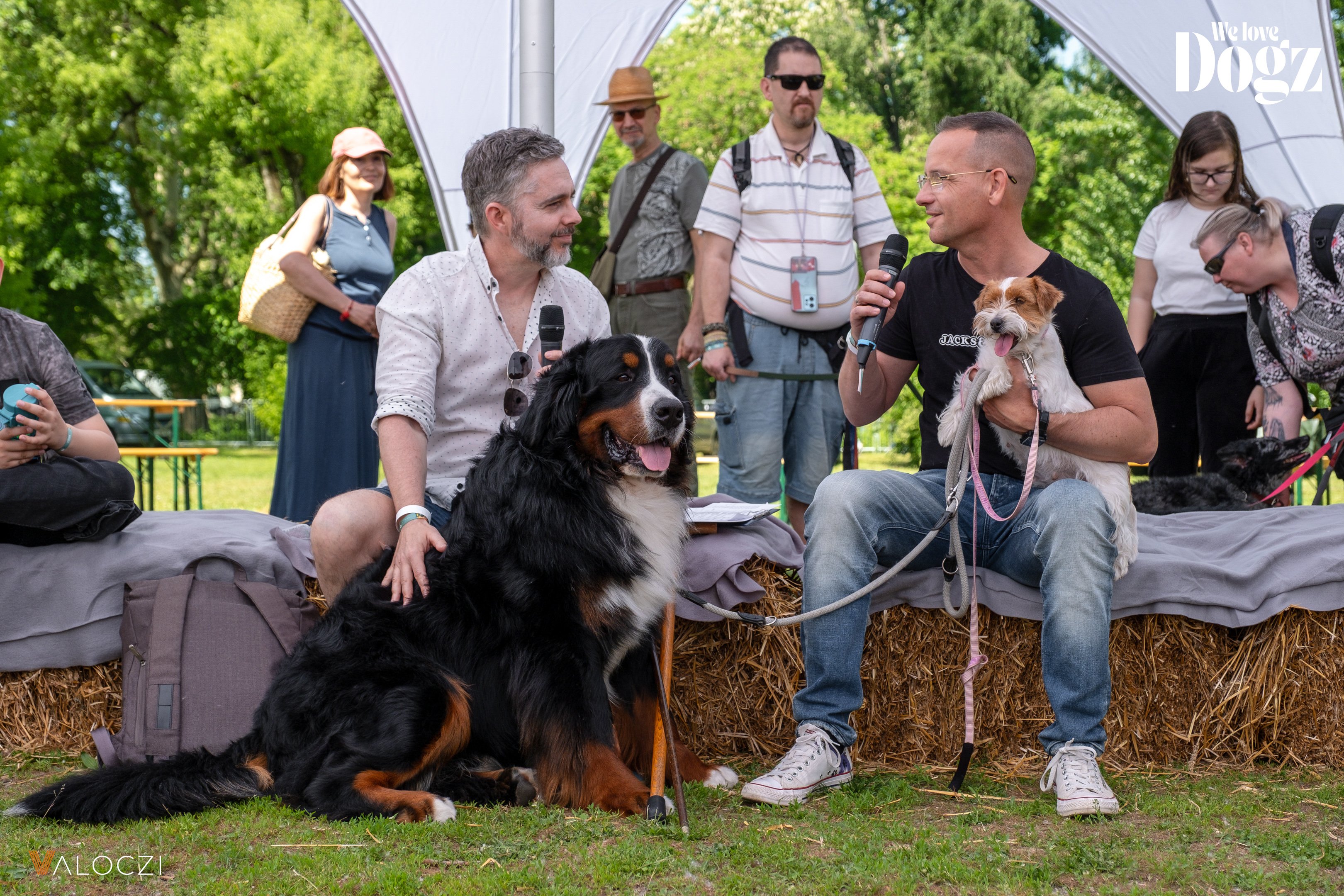 berni pásztorkutya a dogz fesztiválon