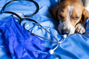 beteg kutya állatorvosnál