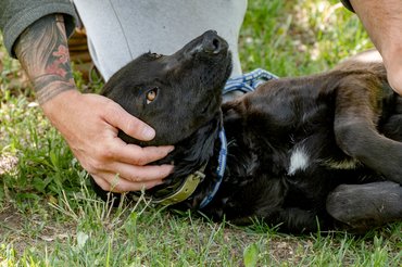 black dog scratching by his carer