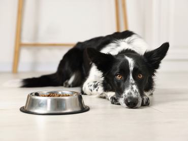 boarder collie egy tál táppal