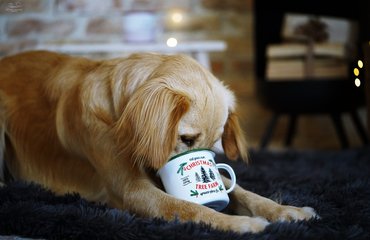 bögréből ivó, fekvő kutya