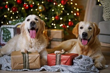 boldog kutyák karácsonykor