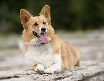 boldog corgi lógó nyelvvel
