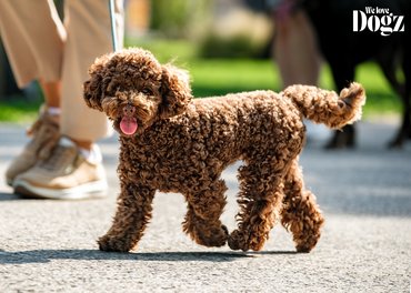 boldog kutya