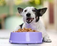 boldog kutyus egy tele tál előtt