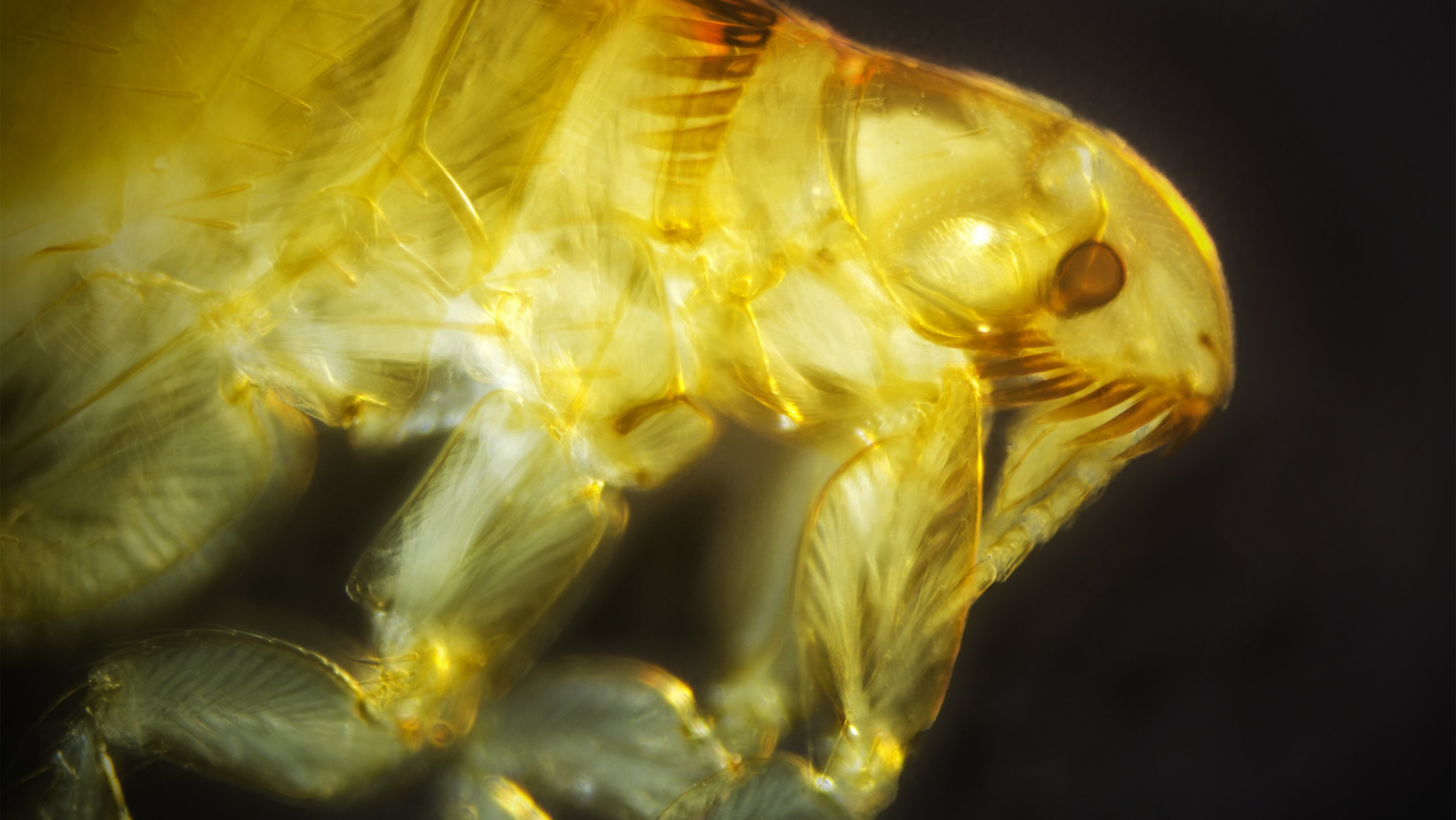 A pestis még ma is fertőz, bolhák terjeszthetik