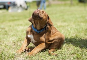 bordeaux-i dog kölyök vakarózik