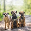 Border Terriers