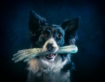 border collie egy mű csontváz kézzel