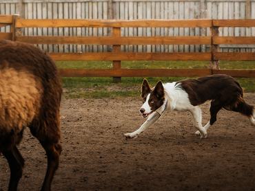 border collie terel