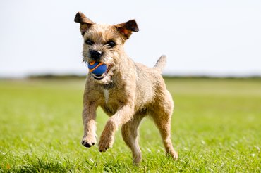 border terrier szalad a mezőn