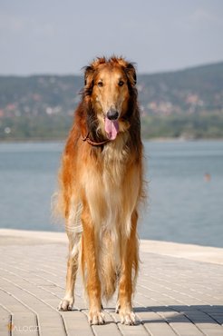 Borzoi