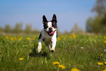 Boston terrier fut