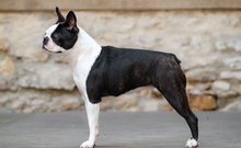 boston terrier