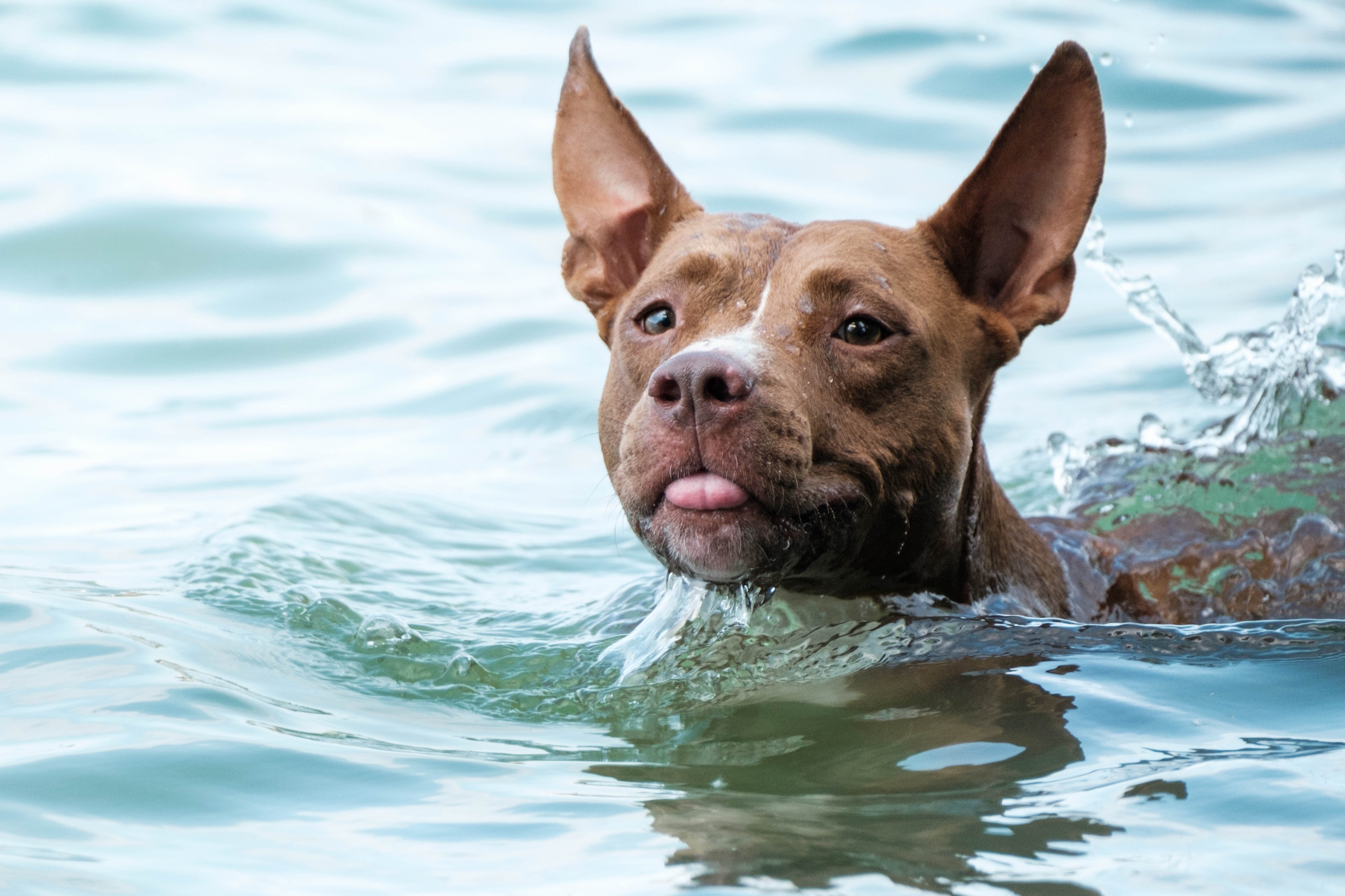 swimming dog