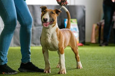 bullterrier