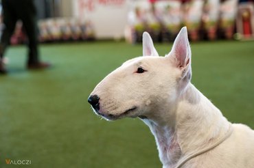 Bullterrier