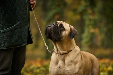 bullmasztiff pórázon