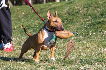 bullterrier játékkal a szájában
