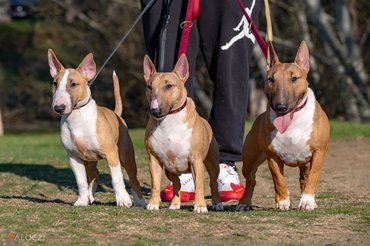 Három bullterrier pórázon