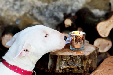 bullterrier mécsest szagol