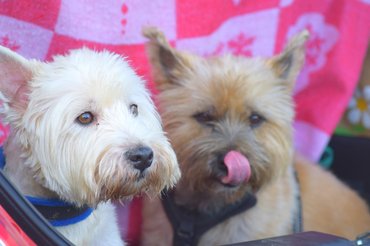 cairn és west highland whit terrierek