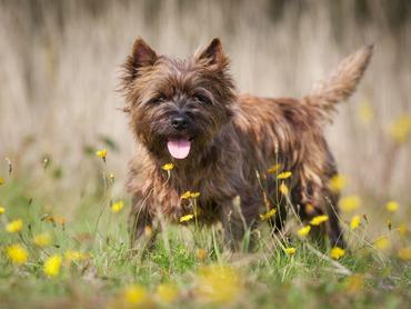 cairn terrier virágos mezőn