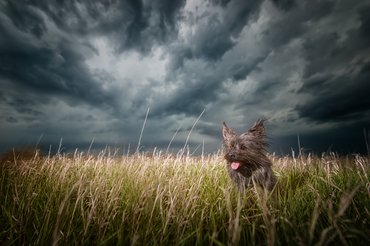 cairn terrier a viharban