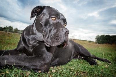 cane corso fűben fekszik