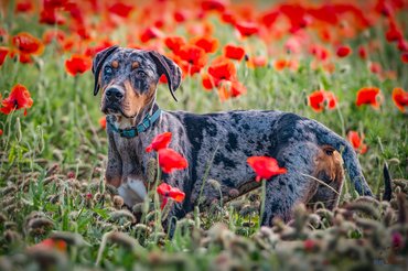 Catahoula leopárdkutya