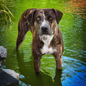 Catahoula leopárdkutya