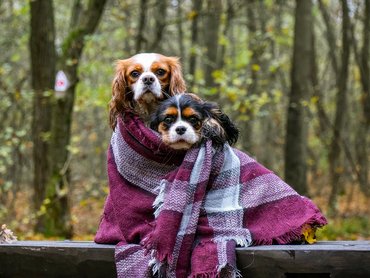 cavalier king charles spánielek pokrócba tekerve erdőben