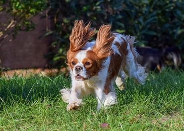 cavalier king charles spániel boldogan fut
