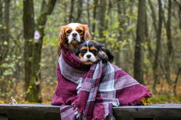 cavalier king charles spánielek pokrócba tekerve erdőben