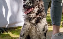 Cifra mudi a DOGZ Fesztivál 2025 magyar kutyafajták falkasétáján