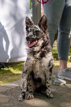 Cifra mudi a DOGZ Fesztivál 2025 magyar kutyafajták falkasétáján