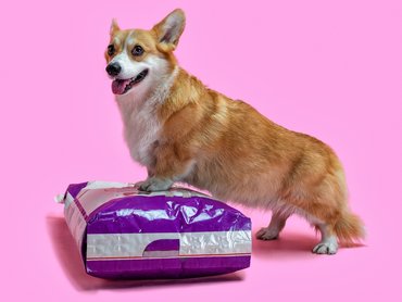 corgi áll egy zsák kutyaeledelen