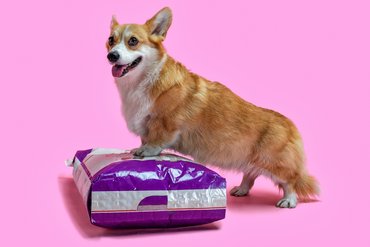 corgi áll egy zsák kutyaeledelen
