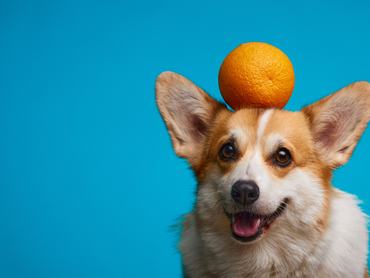 Corgi with an orange