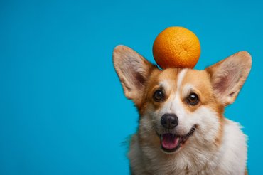 Corgi with an orange
