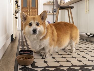 corgi a tálkája felett áll