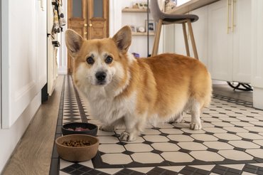 corgi a tálkája felett áll