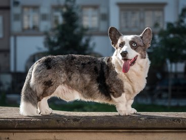 corgi cardigan