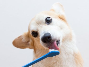 corgi fogkefével