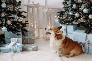 corgi karácsonyfa mellett