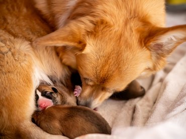 corgi újszülött kölykeivel