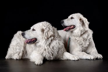 Kuvasz