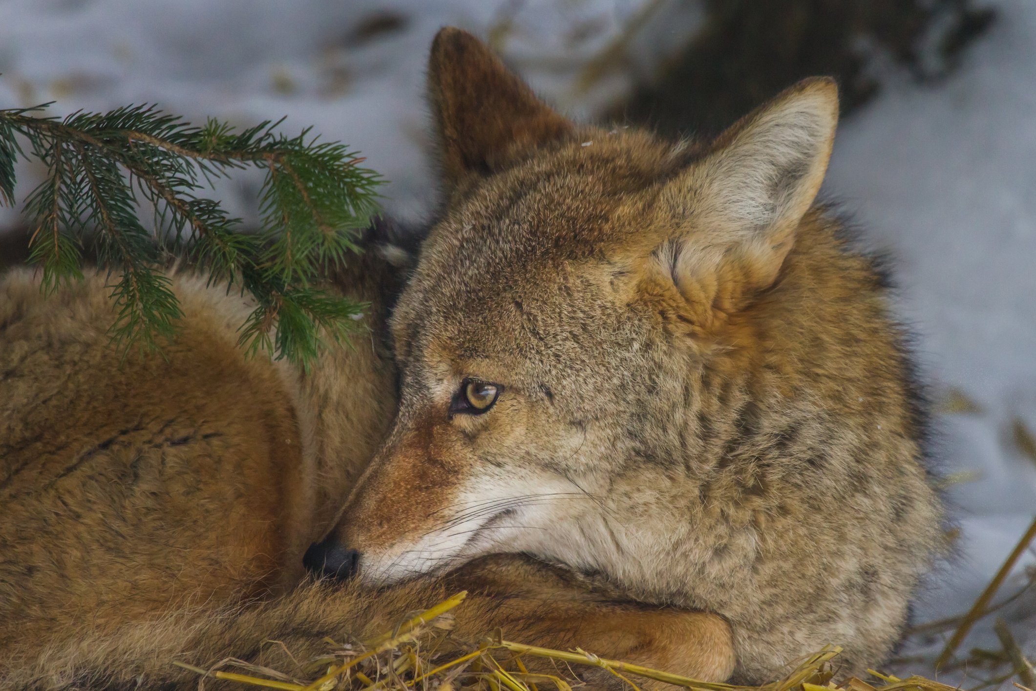 coyote