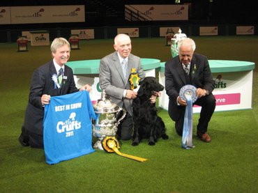 crufts 2011-es best in show nyertese